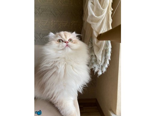 Safkan british longhair erkek 