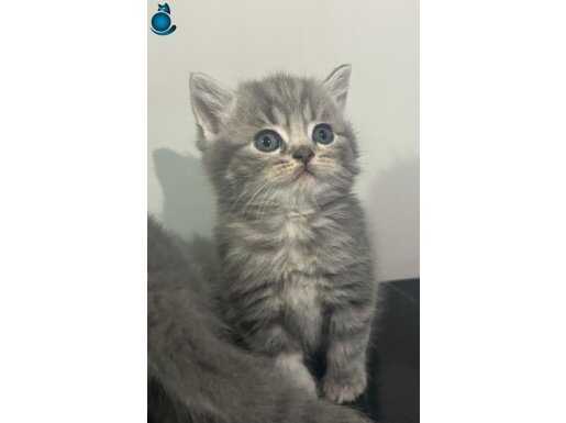 British Shorthair 45-50 günlük