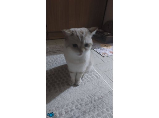 Sağlıklı 8 aylık British Shorthair kedi