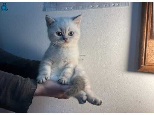 safkan british shorthair