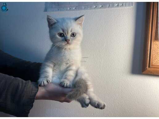 safkan british shorthair