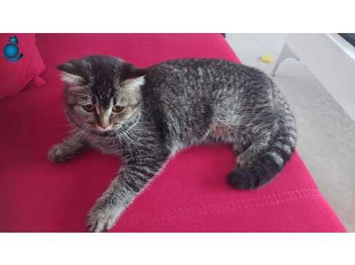 Tabby British Shorthair Dişi