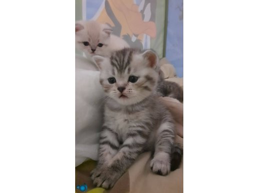 British shorthair yavruları birbirinden tatlı