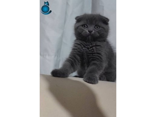 Top kafa Scottish Fold Bebekler