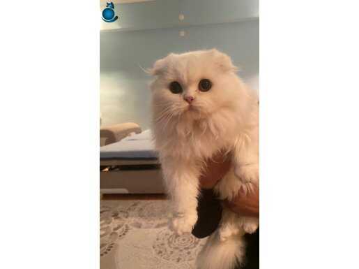 Scottish Fold Longhair Yavru Minik Kedicik Bilgi:Secerelidir