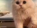 Scottish Fold Longhair Yavru Minik Kedicik Bilgi:Secerelidir