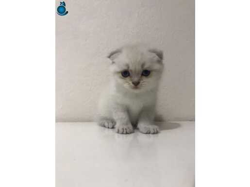 Pamuk tüylü scottish Fold yavrumuz