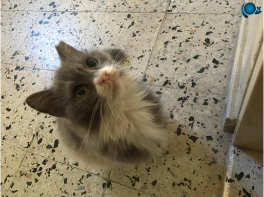 Ücretsiz dünyalar tatlısı evcil kedi