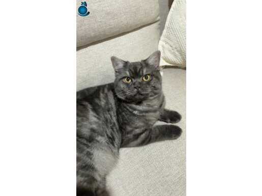 British shorthair 