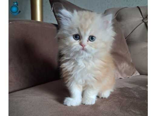 3 aylık golden longhair erkek yavrumuz teslime hazır 