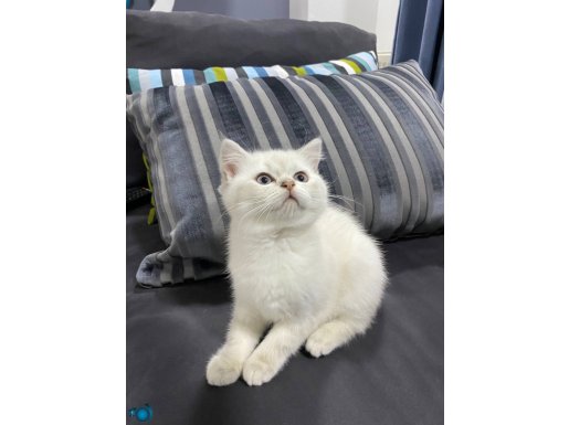 safkan british shorthair 