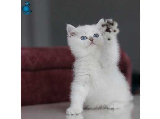 Tatlı Suratıyla Silver British Shorthair 