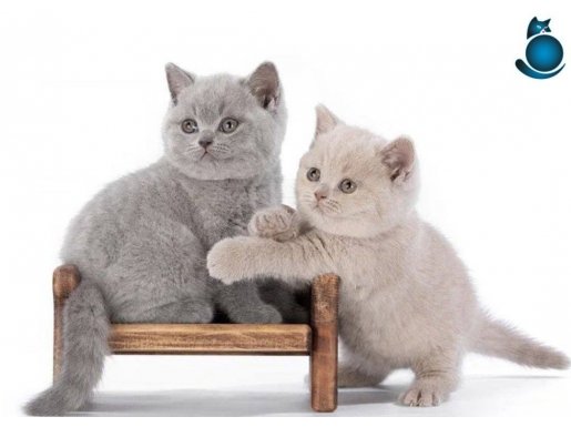 Dostlar Lilac ve Gri British Shorthair 