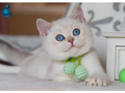 Güzel Gözlüm Silver British Shorthair 