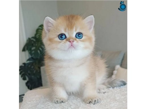 Çek Bebeksi Tenimi Çek Golden British Shorthair 