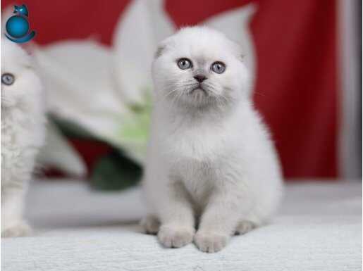 Mavi Boncuğum BluePoint Scottish Fold Shorthair 