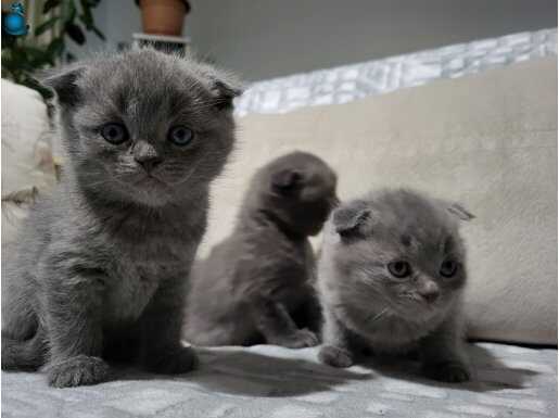 Scottish fold kedi yavrularına alıcı arıyorum