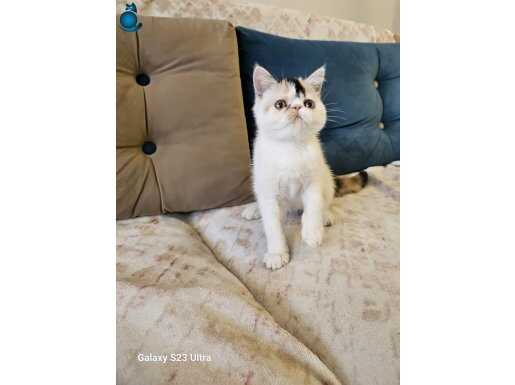 Safkan Exotic Shorthair calico dişi yavru