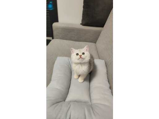 Gümüş renginde tatlı uysal oyuncu bebek british shorthair 