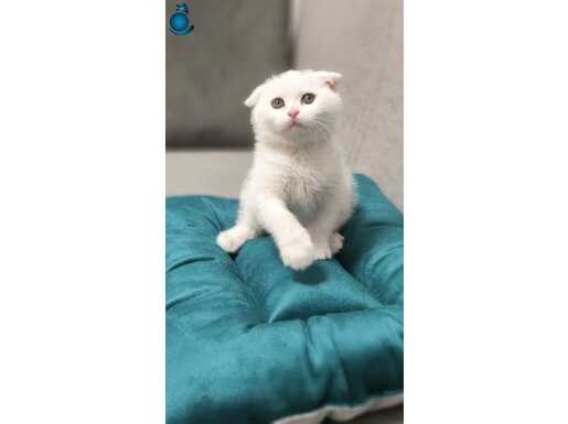 Sadece Ankara içine ücretsiz sevimli oyuncu Scottish Fold