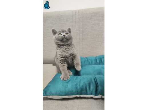 Sadece Ankara içine ücretsiz Bebek British shorthair 