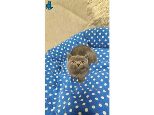 Ankara içine ücretsiz oyuncu sevimli british shorthair 