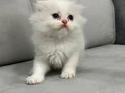 Satılık Yavru Kedi Fiyatları | KEDiPET.COM