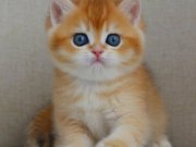 Satılık Yavru Kedi Fiyatları | KEDiPET.COM