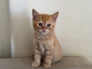 Satılık Yavru Kedi Fiyatları | KEDiPET.COM