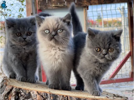 Güzel yavrularımız yeni yuvalarına gitmeye hazırlar