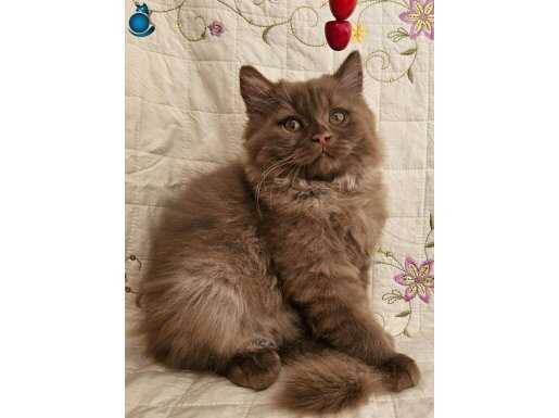 Cinnamon Tarçın Kahverengi British Longhair Yavru Aşılı