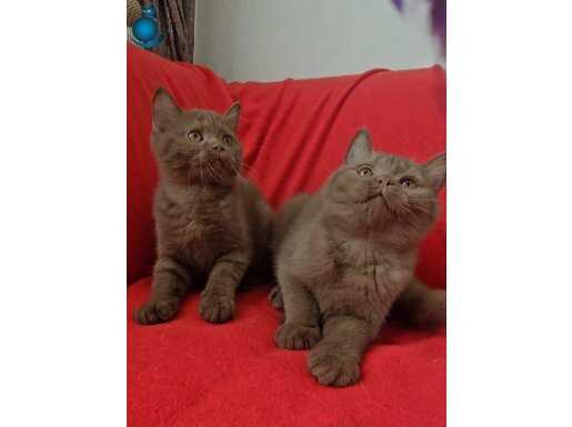 Kahverengi Tarçın Cinnamon British Shorthair YavruDişi Aşılı