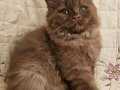 Cinnamon Tarçın Kahverengi British Longhair Yavru Aşılı