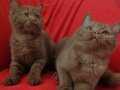 Kahverengi Tarçın Cinnamon British Shorthair YavruDişi Aşılı