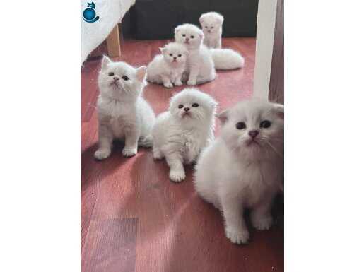 Scottish fold longhair yavrular