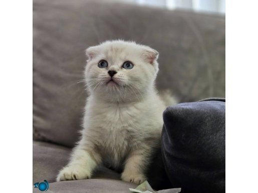 Show güzellikte scottish fold british shorthair yvrlr