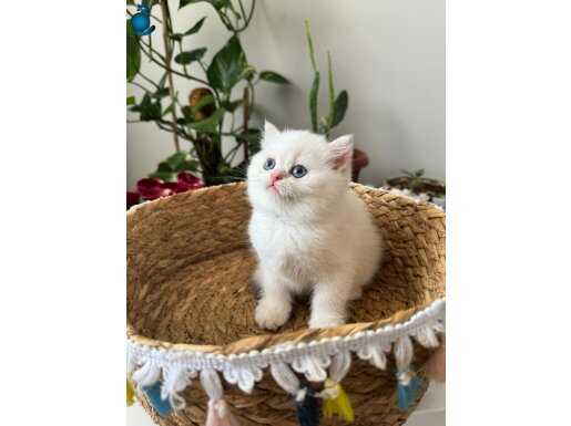 Full secereli british shorthair bebekler 