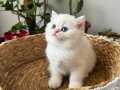 Full secereli british shorthair bebekler 