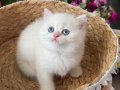 Secereli british shorthair bebekler 