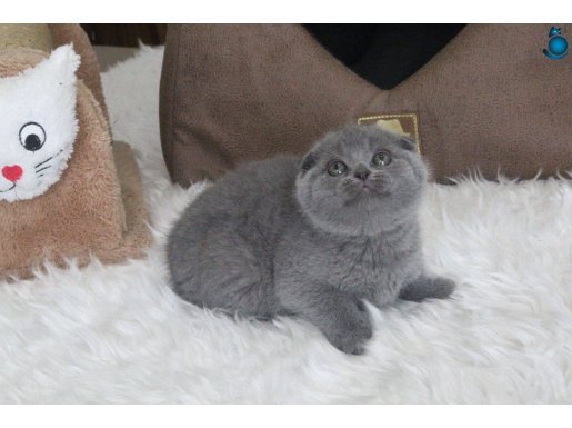 AYI SURAT SCOTTISH FOLD YAVRU 