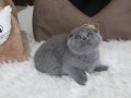 AYI SURAT SCOTTISH FOLD YAVRU 