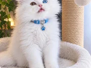 Satılık Yavru Kedi Fiyatları | KEDiPET.COM