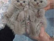 Satılık Yavru Kedi Fiyatları | KEDiPET.COM