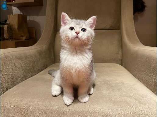 Mükemmel Tip Silver Shaded British Shorthair Prenses