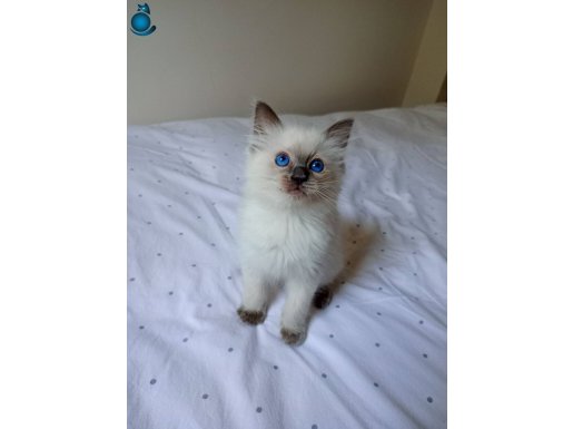 Safkan Anne Baba Ragdoll Yavru Erkek Kedi