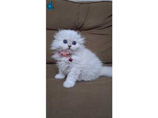 Scottish Fold kardeşler 