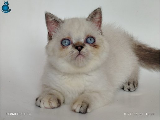 2 aylik british shorthair 