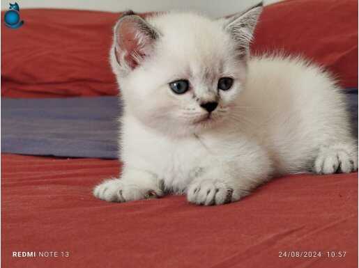 British shorthair yavrular