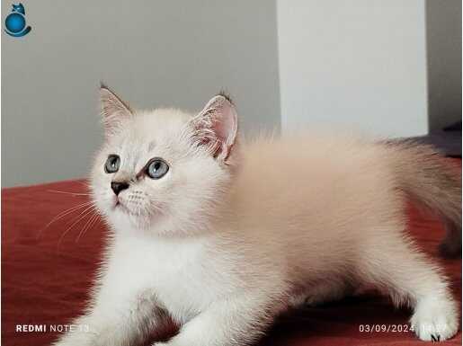 British shorthair erkek