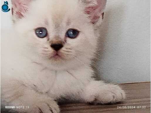 British shorthair yavrular